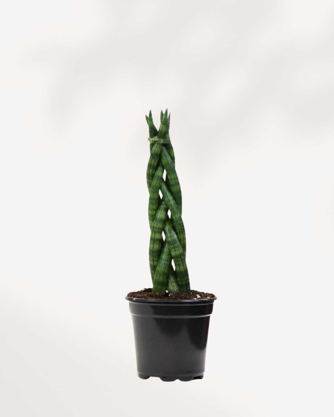 Sansevieria Fingers for Indoors